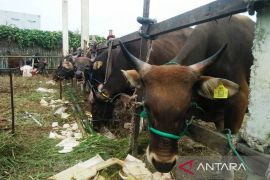 Pasokan pangan hasil ternak Kaltim mencukupi jelang Idul Adha