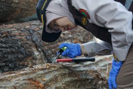 Kalsel sertifikasi kayu oak asal Amerika Serikat