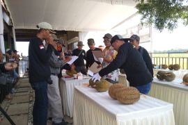 Puncak musim duren, Pemkab Trenggalek gelar kontes varietas lokal