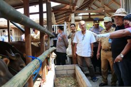 Pemkab Jembrana sumbang sapi dan kambing kurban ke sejumlah masjid
