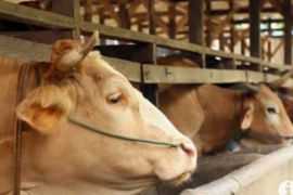 Disbunak Paser turunkan tim pengawas ke lokasi penyembelihan hewan kurban