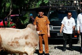 Menyambut hari raya ldul Adha, Bank Nagari menyerahkan bantuan enam ekor sapi qurban