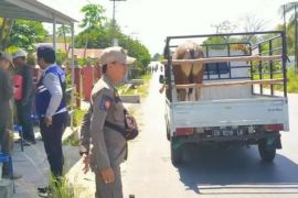 Disnakkeswan Tanah Laut siapkan tiga pos pemeriksaan hewan kurban