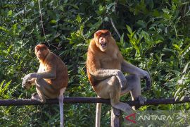Situs Geopark Meratus Konservasi Bekantan Curiak