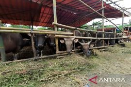 Pemprov Sulteng pastikan hewan kurban aman dari PMK