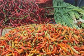 Menjelang Idul Adha harga cabai rawit lokal di Jayapura naik Rp120.000/kg