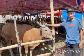 Penjualan hewan kurban di Kabupaten Bekasi lesu