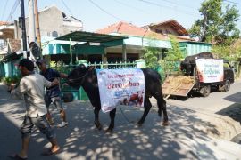 Semen Gresik salurkan 29 hewan kurban ke Rembang dan Blora