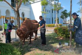 Presiden sumbang sapi untuk Idul Adha di Solo