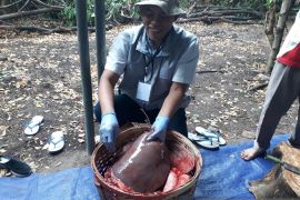 DKPP Kota Kediri sebar 35 personel pantau penyembelihan hewan kurban