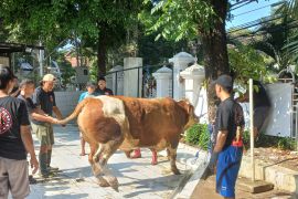 Sebanyak 76 hewan kurban disembelih di Masjid Agung Sunda Kelapa