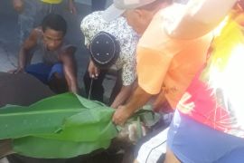 Pemkab Biak salurkan empat sapi kurban hari raya Idul Adha