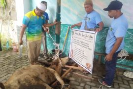 Idul Adha 1444 H, Rahmat Shah kurban delapan ekor lembu