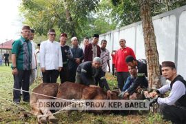 Pemprov Babel potong 29 ekor sapi kurban Idul Adha 1444 Hijriah