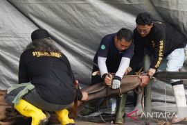 Masjid Al Furqon Pangkalpinang potong 20 hewan kurban