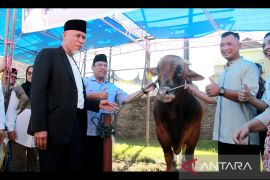 West Sumatra distributes 83 sacrificial animals to remote villages