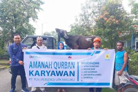 PLN UIW MMU salurkan hewan kurban di wilayah  kerja