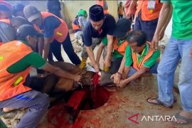 Idul Adha 1444 H, IKMR Bukit Batu sembelih delapan sapi