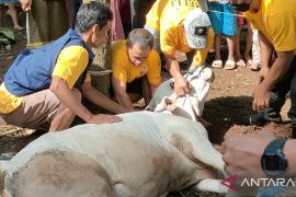 Hewan kurban Melli Darsa hidupkan Idul Adha warga kampung Katulampa