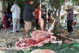 PASKOPA Medan sembelih enam ekor sapi dan satu kambing