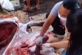 Pemkot Denpasar terjunkan petugas periksa hewan kurban di 145 lokasi penyembelihan