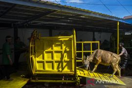 Penyembelihan Hewan Kurban Menggunakan Alat Mekanis