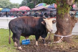 Sultan Deli: Delapan ekor hewan kurban di Masjid Raya Medan