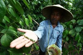 Bangka Belitung kemarin, IPH Babel terendah kedua hingga naiknya harga lada putih