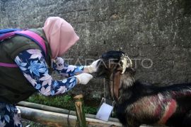 Antisipasi penyebaran penyakit menular pada hewan kurban