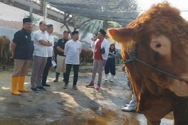 Pemotongan hewan kurban di RPH Surya dibantu mahasiswa