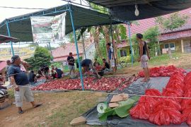 Gubernur Jambi salurkan 82 ekor sapi kurban Idul Adha