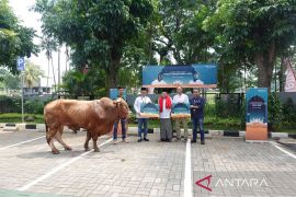Telkomsel salurkan bantuan hewan kurban ke penerima manfaat di Manado
