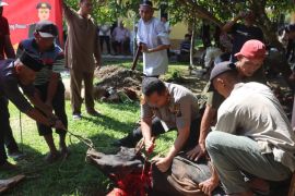 Polres Langkat potong hewan qurban 11 ekor lembu dan lima kambing