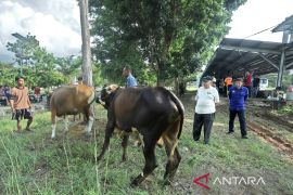 Bangka Barat salurkan hewan kurban ke sejumlah mesjid