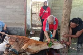 DPD dan DPC PDIP di NTB potong hewan kurban