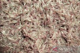 Nelayan Mukomuko panen ikan mungkus