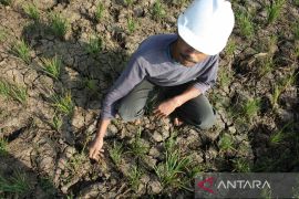 BPBD Garut waspadai puncak dampak kemarau awal Agustus 2023