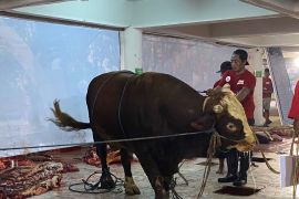 Panitia Idul Adha Masjid Al Akbar olah limbah kurban jadi pupuk kompos
