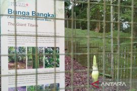 Bunga bangkai raksasa mekar di Kebun Raya Cibodas pada Juli