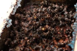 Budidaya Lebah Trigona di pekarangan rumah, hasilkan jutaan rupiah