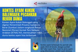 Kontes Ayam Kukuk Balenggek pecahkan rekor dunia