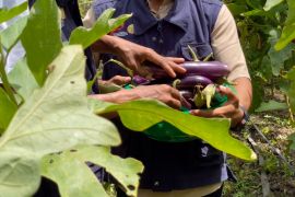 Semangat petani milenial Aceh memanfaatkan lahan tidur