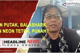Cegah punah, Balai Benih Ikan Depok budidayakan ikan langka