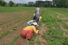 Myanmar ekspor 117 ribu ton kacang hijau sepanjang April-Juni