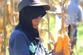 BPS sebut kesejahteraan petani Gorontalo membaik