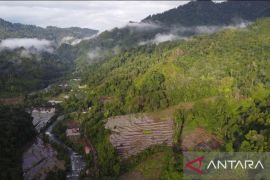 Pengusaha Minang : Hilirisasi gambir bisa dongkrak pertumbuhan ekonomi Sumbar