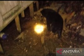 Sun bears frequently appear in Tapin, habitat becomes palm oil plantation