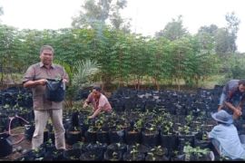 Kades Pakning Asal manfaatkan lahan tanam cabai demi ketahanan pangan