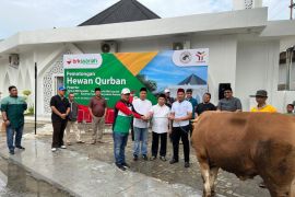 Karyawan BRK Syariah potong lima sapi dan dua kambing kurban