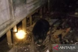 BKSDA Kalsel sebut Beruang Madu di Tapin turun gunung dari Meratus